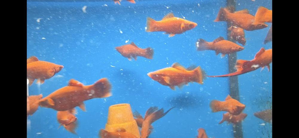 Mieczyk XL krajowy ok 10 cm super kolor  Warszawa od Tapajos.eu