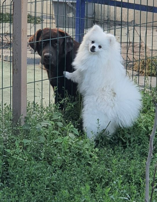 ВЯЗКА  Померанский шпиц.