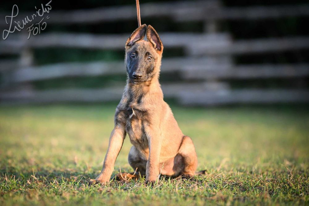 Owczarek Belgijski Malinois FCI Pies wstępnie zarezerwowany