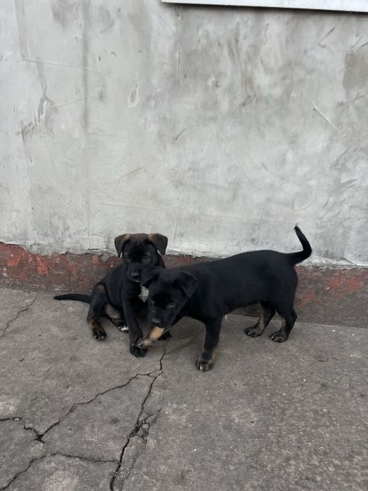 Віддаємо щенят хлопчиків