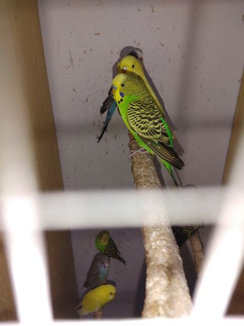 Sprzedam młode papugi faliste.