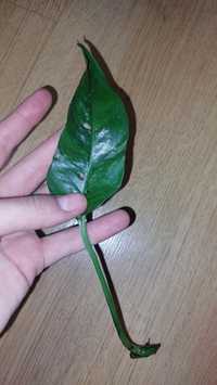 Epipremnum pinnatum variegata