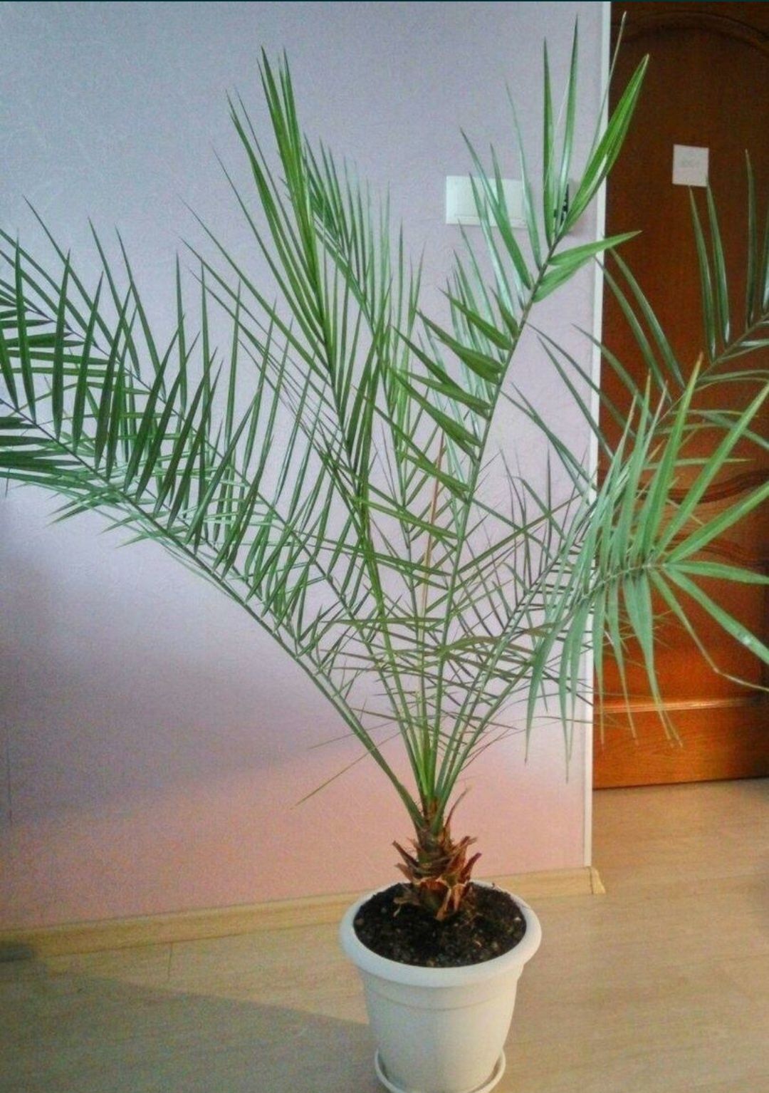 Финиковая пальма (молодые растения)