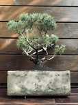 Bonsai z jałowca w ręcznie wykonanej betonowej donicy