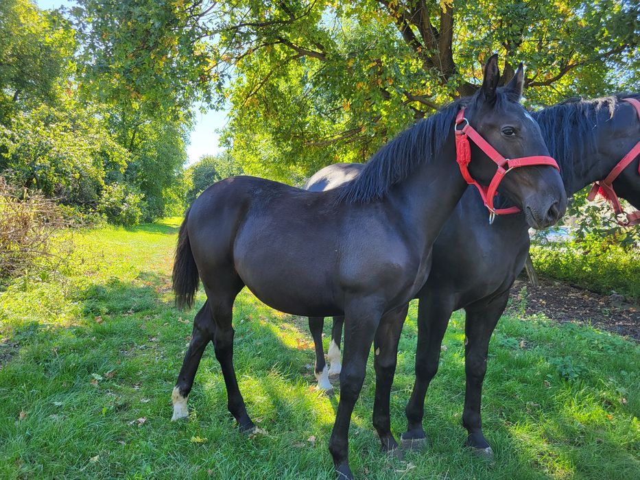 Klaczka śląska Radość I