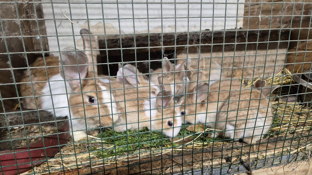 Króliki z własnej chodowli