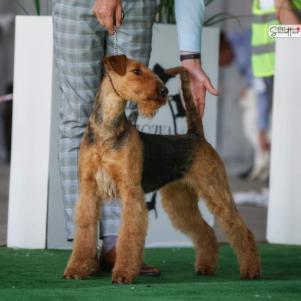 Szczenię Airedale Terrier z metryka ZKwP FCI