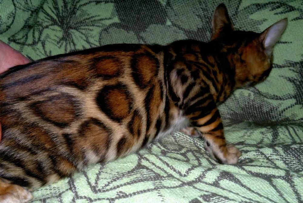 Ексклюзивний BENn24 червоний бенгальський хлопчик