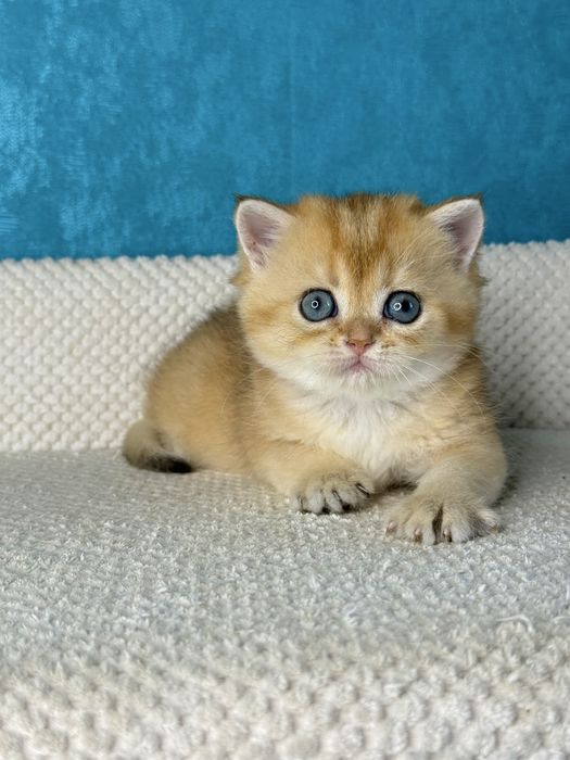 Британська дівчинка