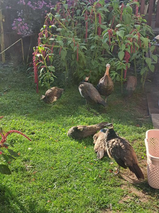 Sprzedam pawie indyjskie tegoroczne