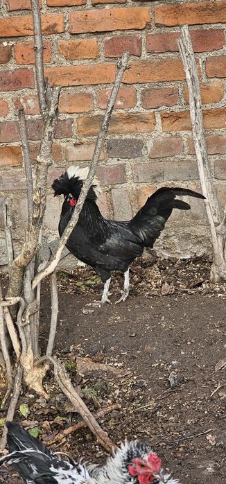 Sprzedam kaczora callduck koguta z czubem i bialoczuba, feni
