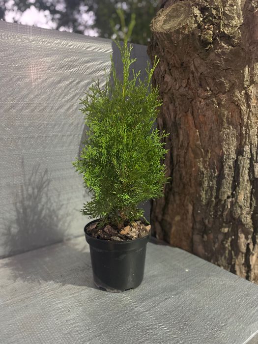 Саджанці туї, ялівцю, самшиту