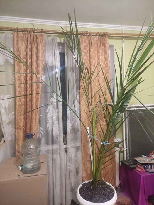 Фінікова пальма у горщику