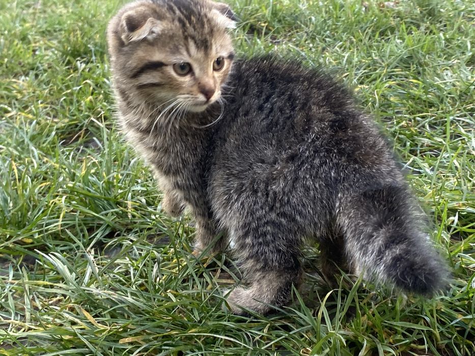 Віддам кошенят в добрі руки