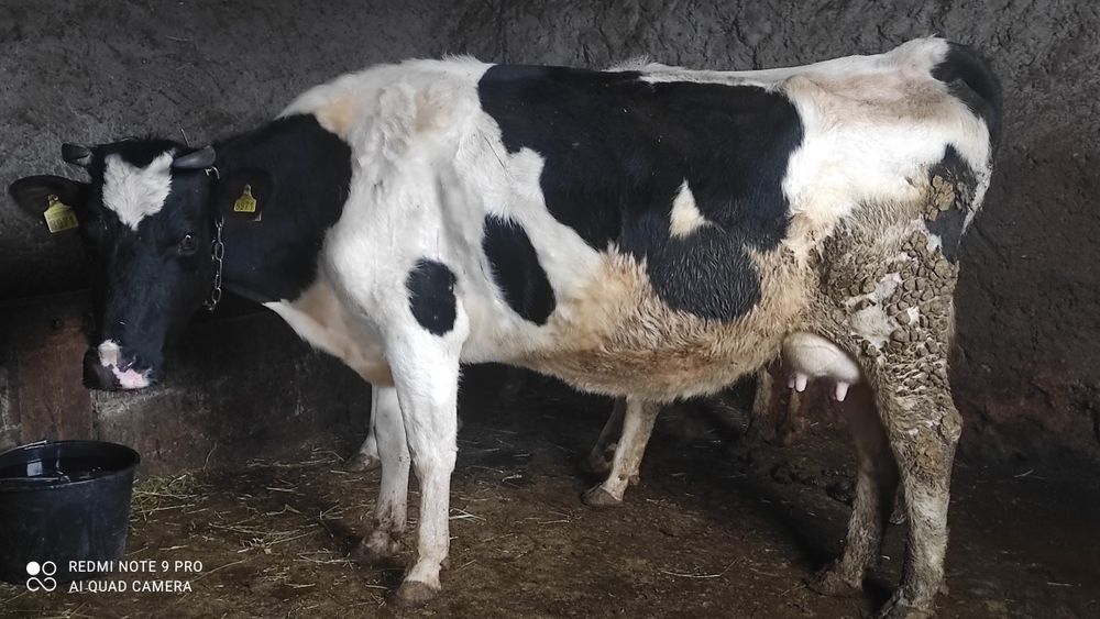 Продам корову молодую