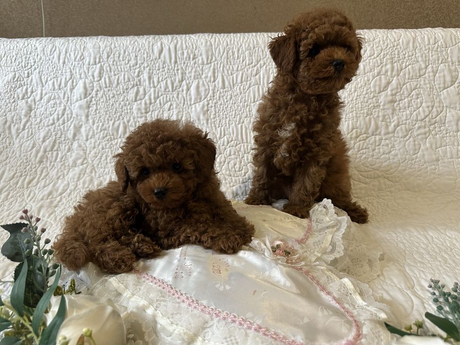 Хлопчик той педель Китай