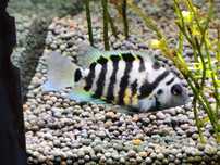 Urgente Aquariofilia, aquário, plantas e peixes