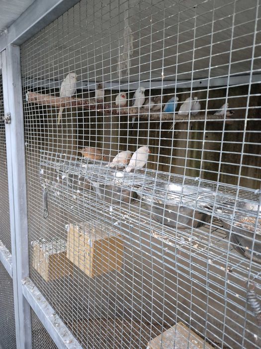 Lote de aves para venda