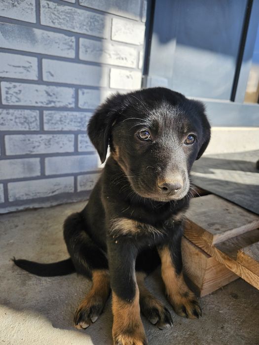 Не чистокровна вівчарка.