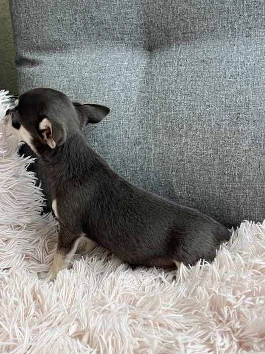 Chihuahua malenka suczka do odbioru