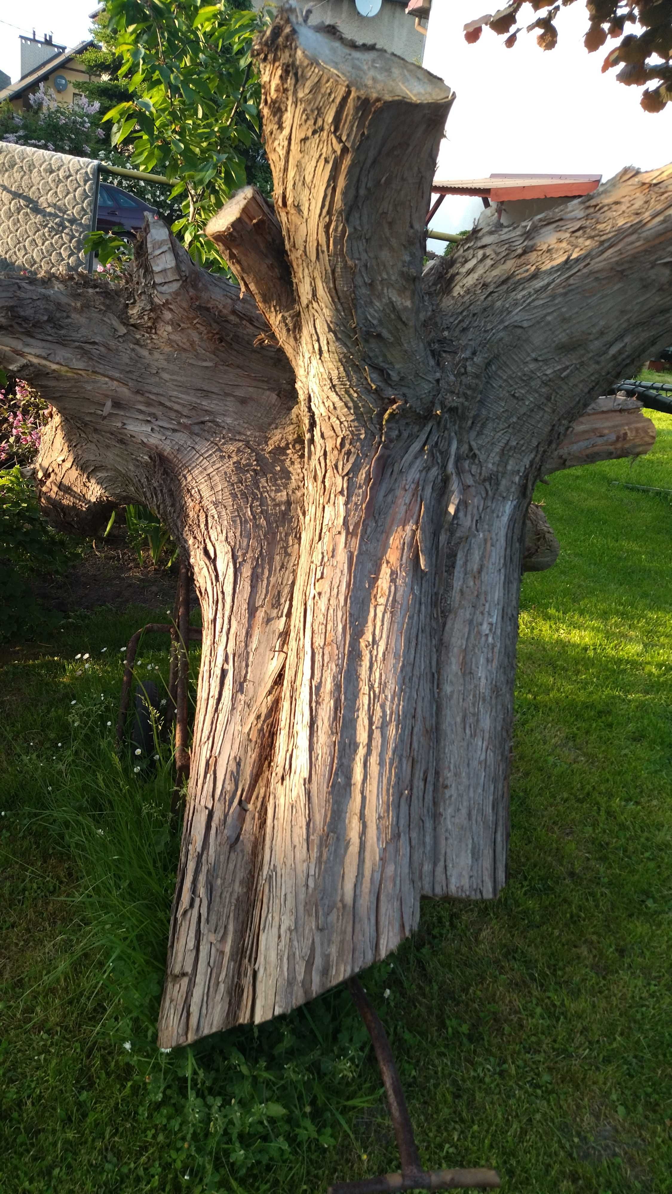 Korzeń drzewa cyprysowego