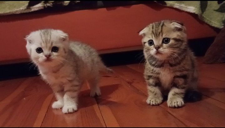 Скотіш фолди хлопчики.