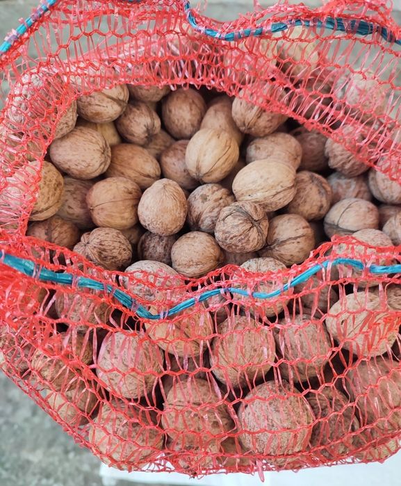 Орех грецкий урожай этого года.
