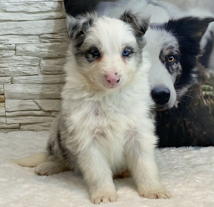 DANTE chłopiec  Border Collie