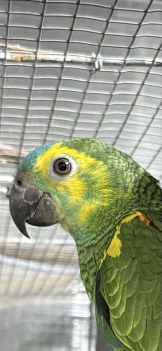 Amazona aestiva xanthopteryx