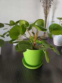 A może na Dzień Matki :) Pieniążek, Pilea peperomioides