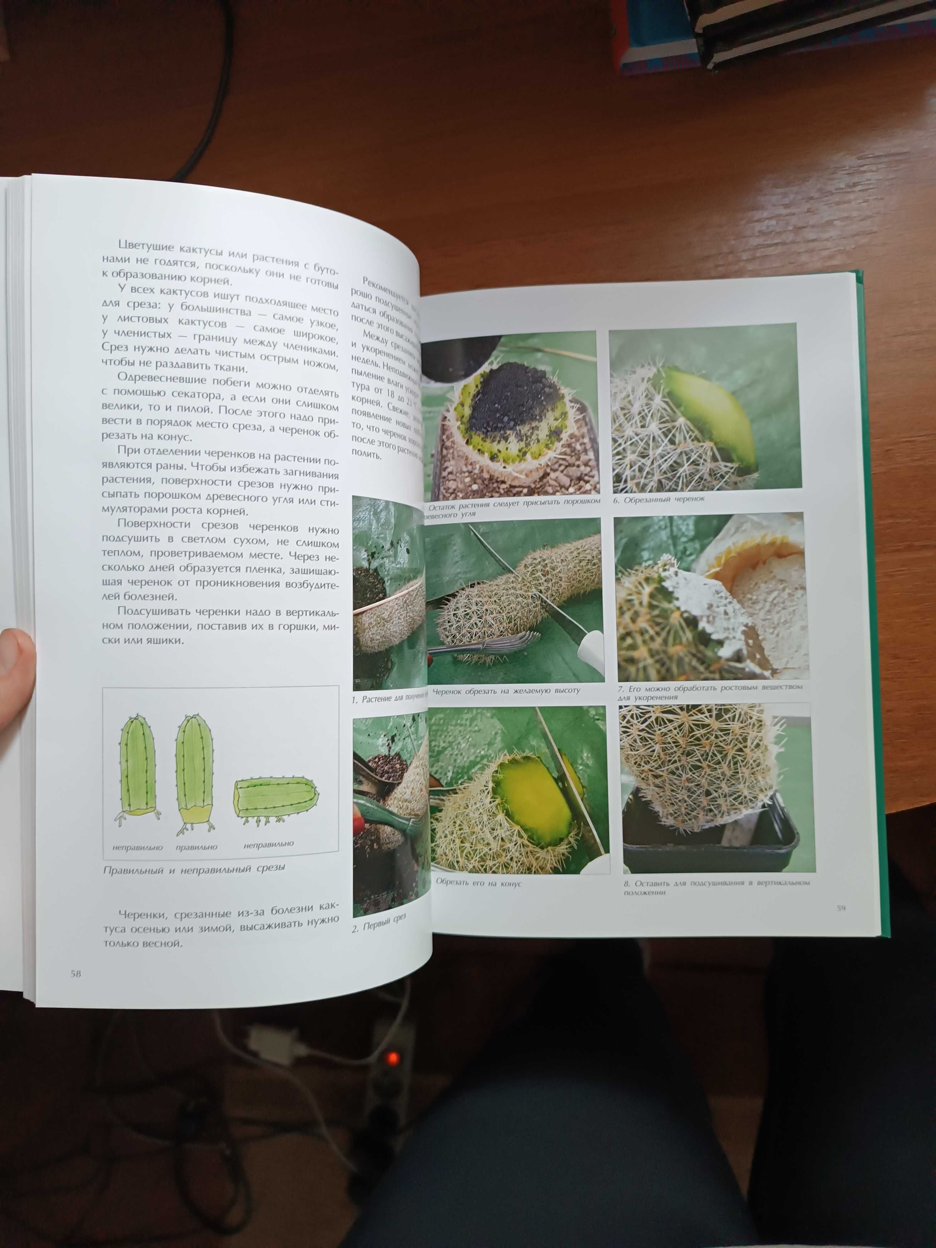 Книга Мої Кактуси, Мои кактусы, суккуленты