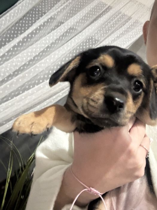 Szczeniaki kundelki male