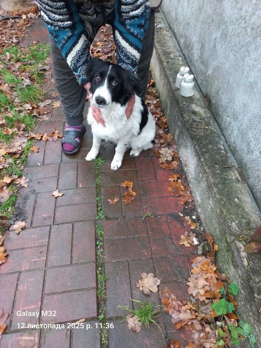 Песик в добрі руки