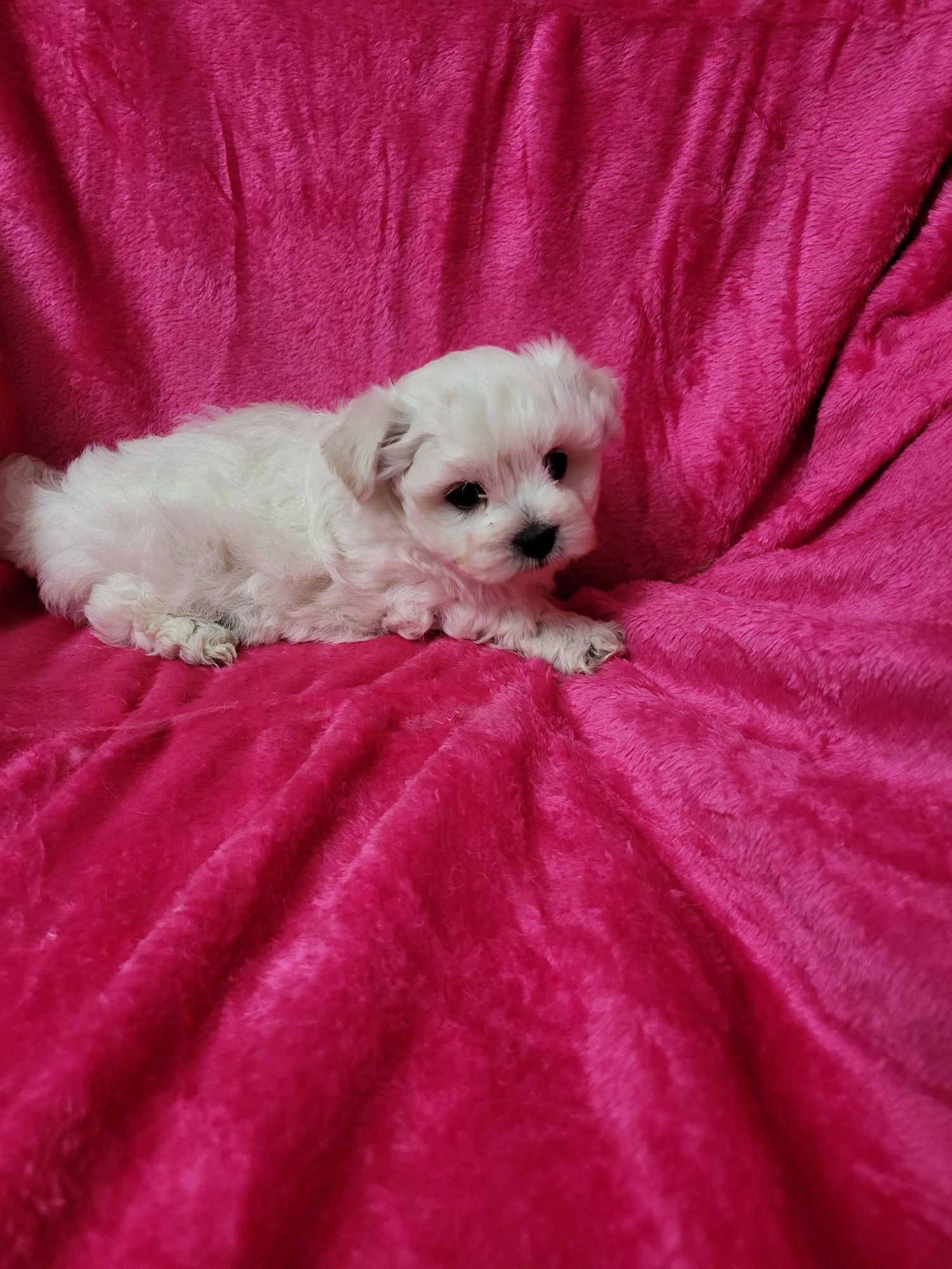 Bichon Maltês  menina excelente exemplar da raça