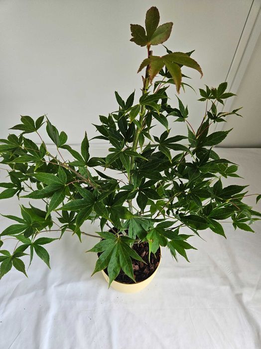 Klon palmowy Osakazuki 75cm C3 – czerwono przebarwiający się