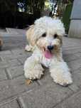 Maltipoo/ chłopczyk