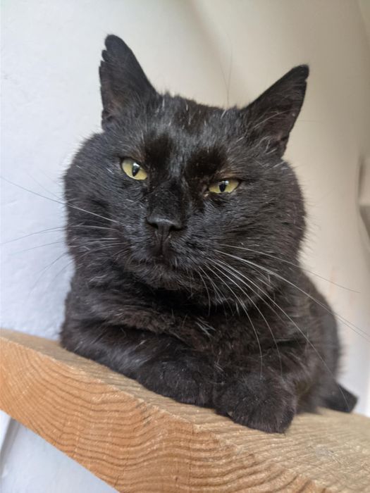 Węgielek dorosły kot kocur szuka domu niekupujadoptuj