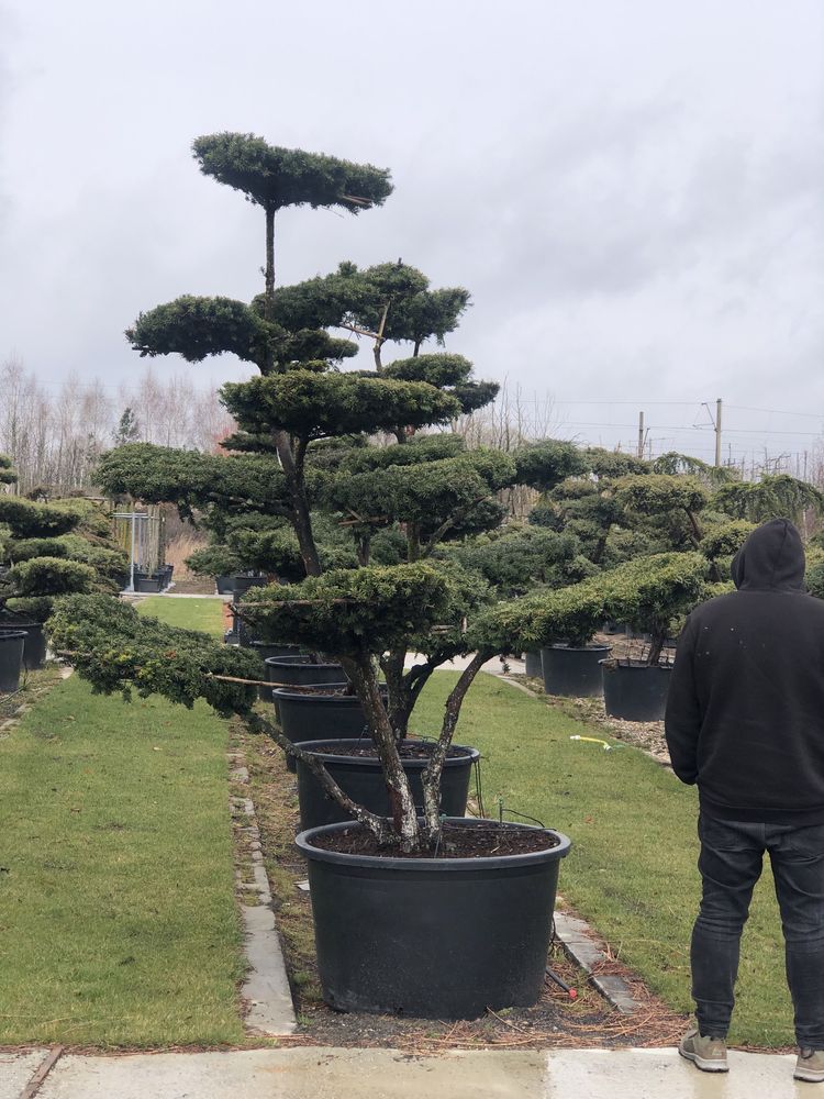 Bonsai Niwaki sosna jałowiec cis BONSAI PARK