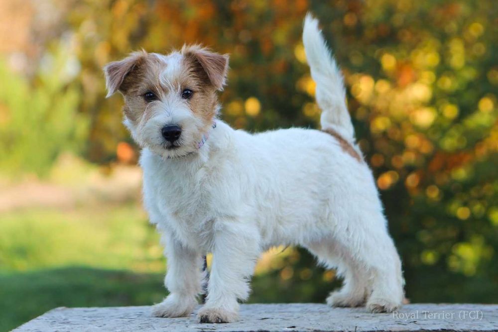 piesek Jack Russell terrier ZKWP/FCI szorstkowłosy