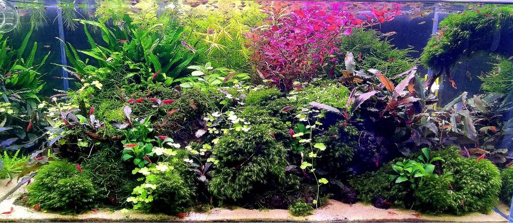 Mech GIANT Willow moss Fontinalis antiperytica var. gigantea