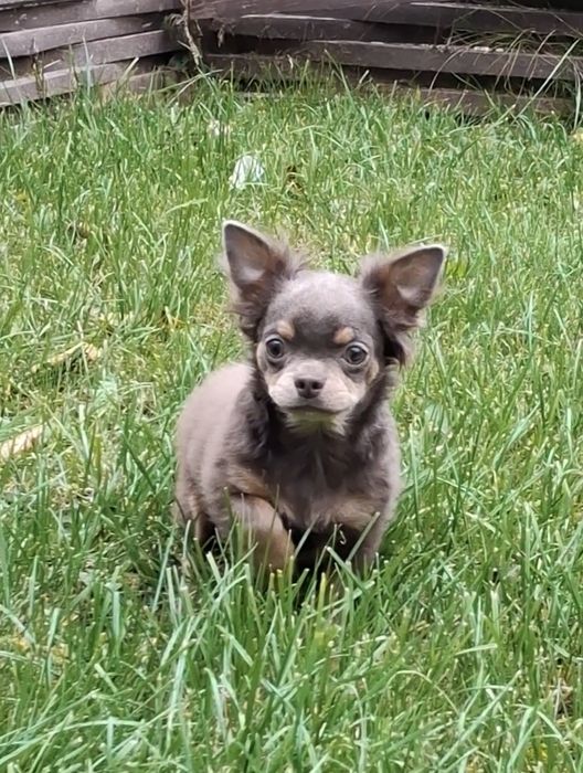 Лілова підрощена дівчинка