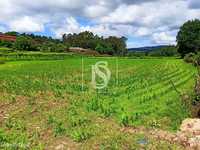 Terreno Agrícola em Rio Covo (Sta. Eugénia)