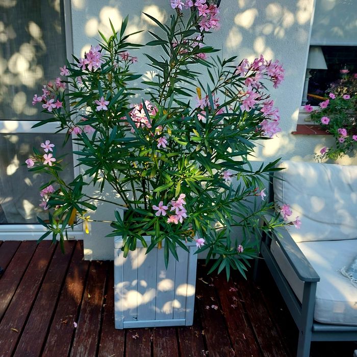 Piękny duży oleander drewniana donica