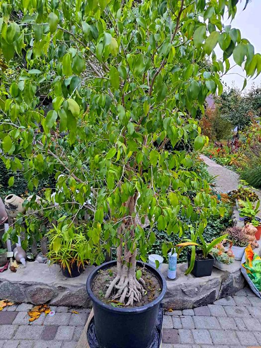 Фікус Бенджаміна, 1.7м, 10 років.