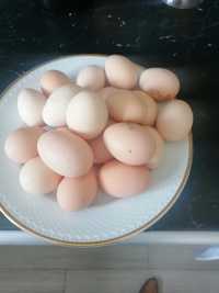 Ovos caseiros, de galinhas criadas ao ar livre, sem rações e fracas