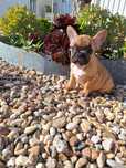 Bulldog Francês Fawn