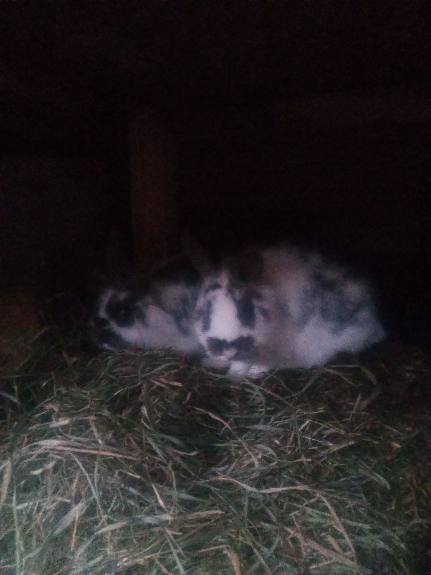 Króliki rasy mieszane i miniaturki
