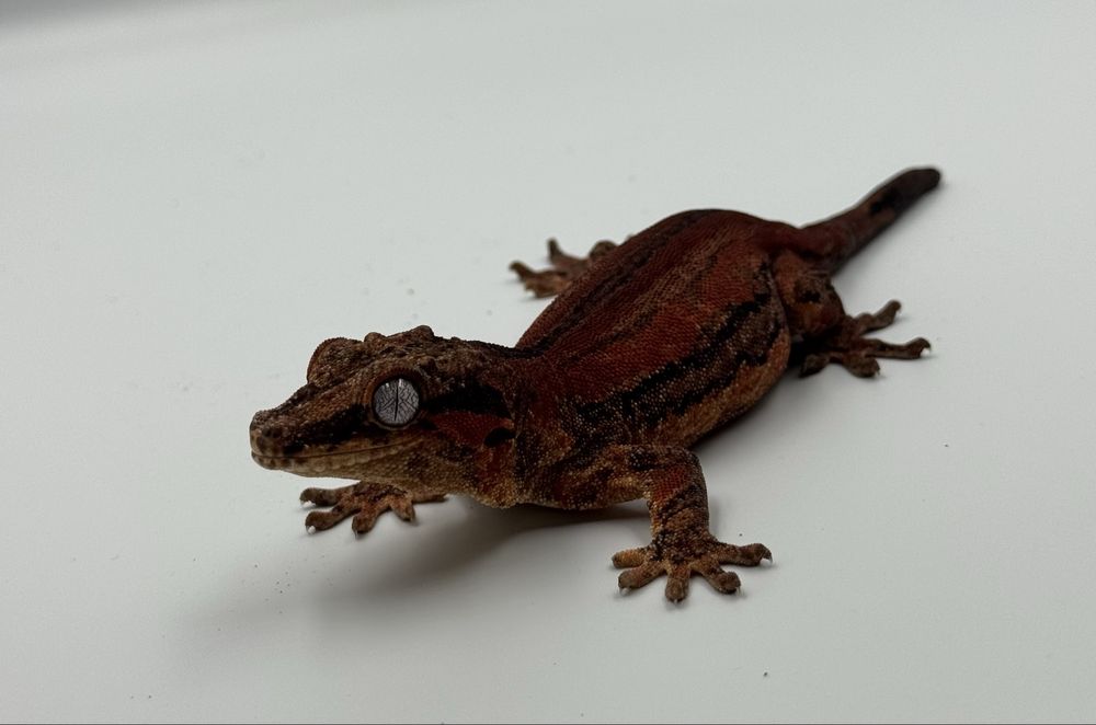 Gekon uszaty red stripe samica