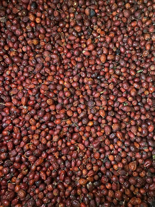 suszona dzika róża