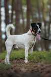 Majlo Fox Terrier do adopcji